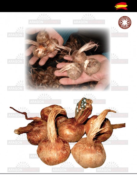 Bulbos de azafrán 10 unidades grandes