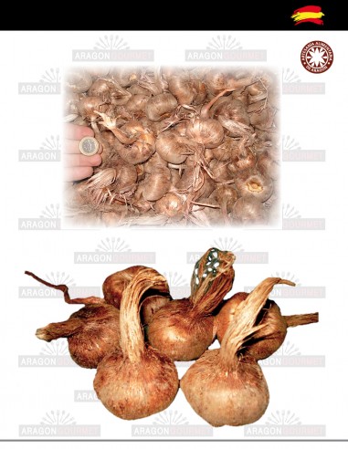 Large saffron bulbs 30 units
