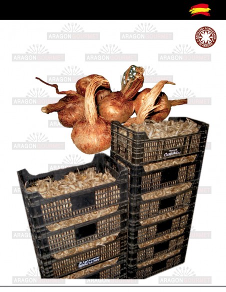 Bulbs for pots or gardens