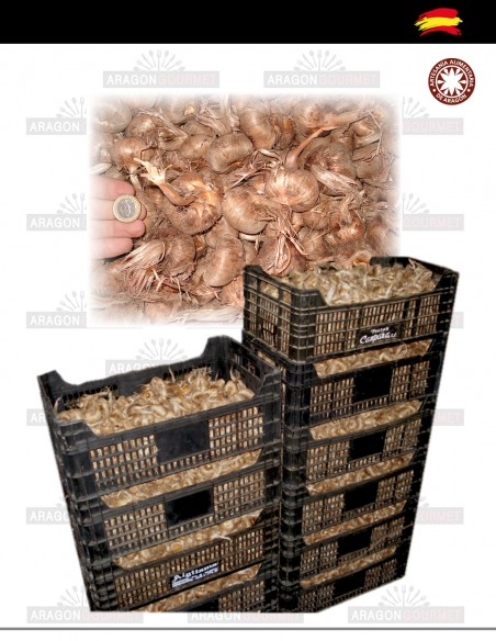 Bulbos de Azafrán a granel kilos