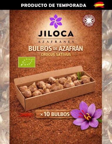 10 large saffron bulbs (Crocus sativus)