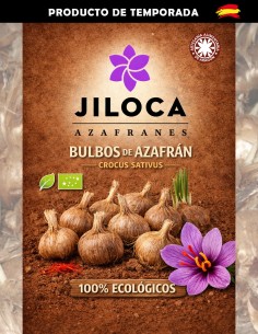 Bulbos de azafrán para plantar 30u