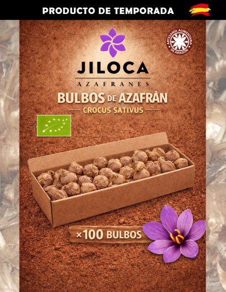 Bulbos de azafrán 100 unidades calibre B