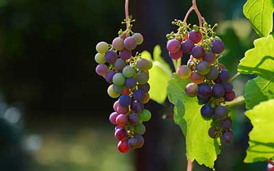racimo de uvas en viña